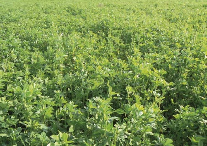 Association Bio luzerne-blé