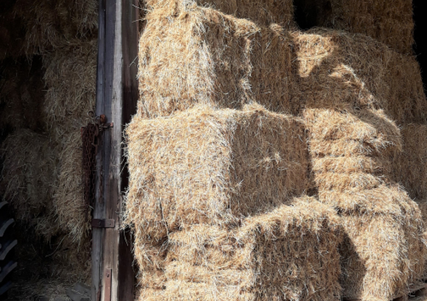 foin