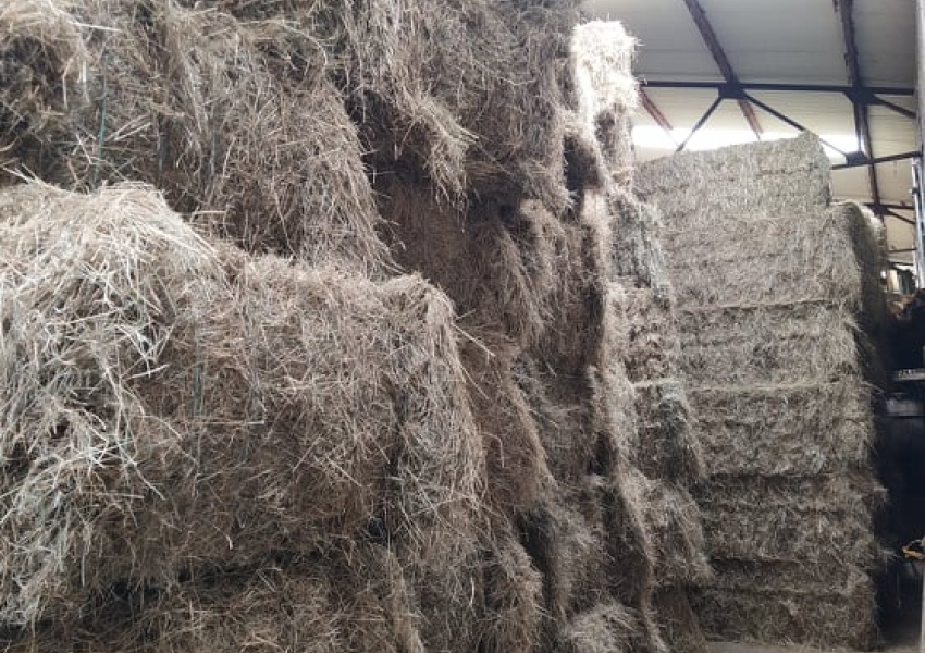 Foin sous abris Foin en stock