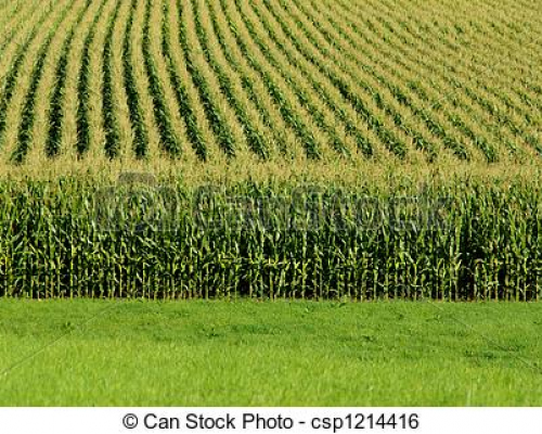 la photo vient d'internet,car le champs ne se trouve pas à côté de la ferme