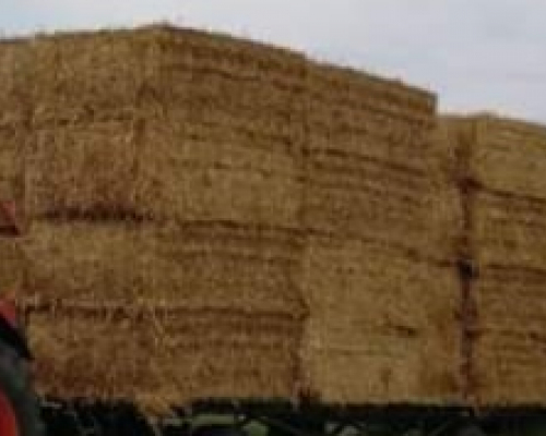 Paille 2019